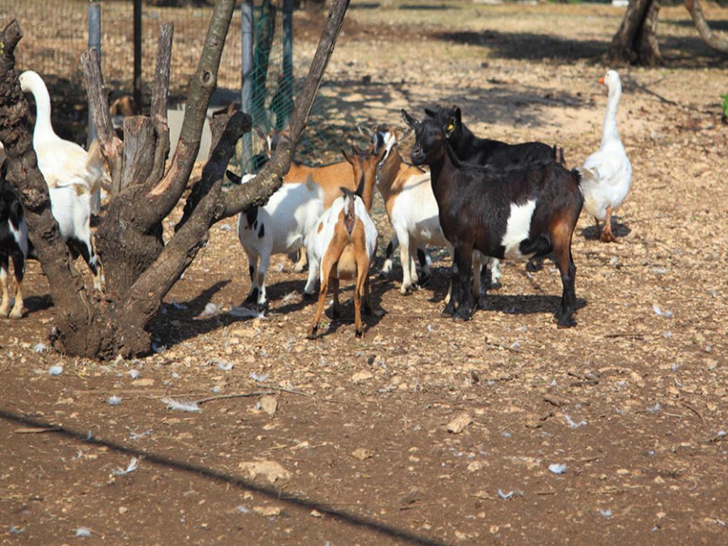 Tenuta Lama Gorga Trani Exteriör bild